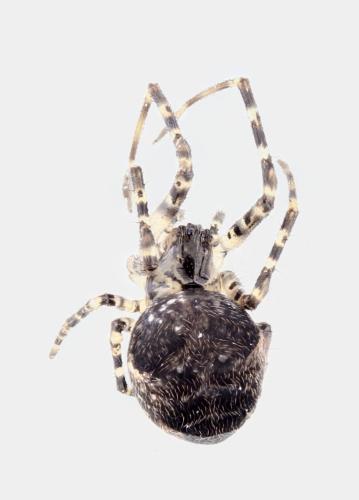 Réf. 335 225 : Metellina merianae